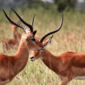 1 Day Akagera Wildlife Safari