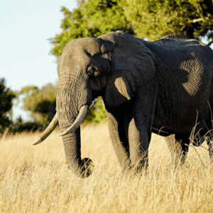 7-Day Kenya Safari: Amboseli, Naivasha, Nakuru & Masai Mara