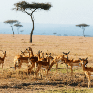4 Days of Unforgettable Safari Adventure Across Kenya’s Wild Plains