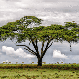 3-Day Masai Mara & Naivasha Safari Adventure