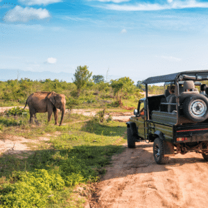10-Day Kenya Grand Safari – Amboseli, Sweetwaters, Samburu, Naivasha & Masai Mara