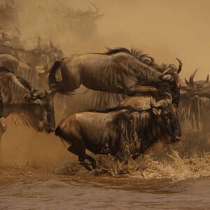 5-Day Kenyas’ Wild Tapestry- Mara, Nakuru & Hell’s Gate